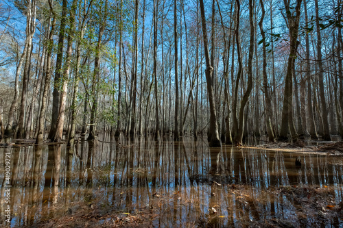 Black Gum Trees in the Swamp at General Coffee State Park  Georgia