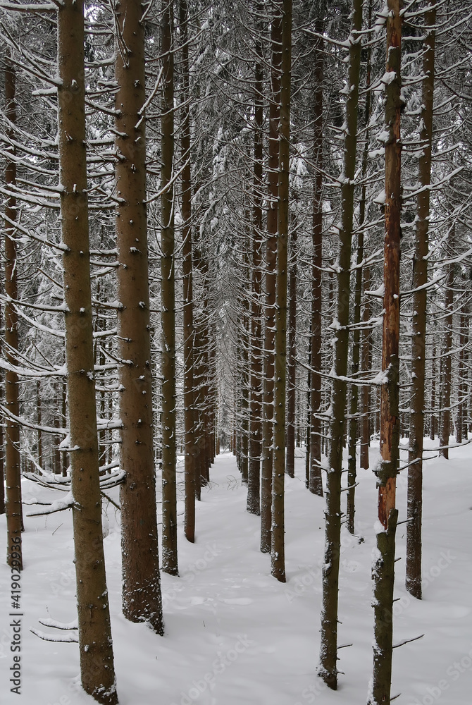 Fototapeta premium snow in the coniferous forest