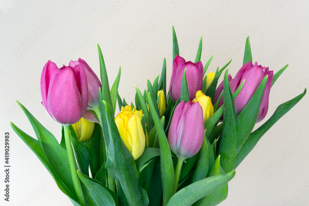 Obraz premium Colorful tulips in the beginning of the spring