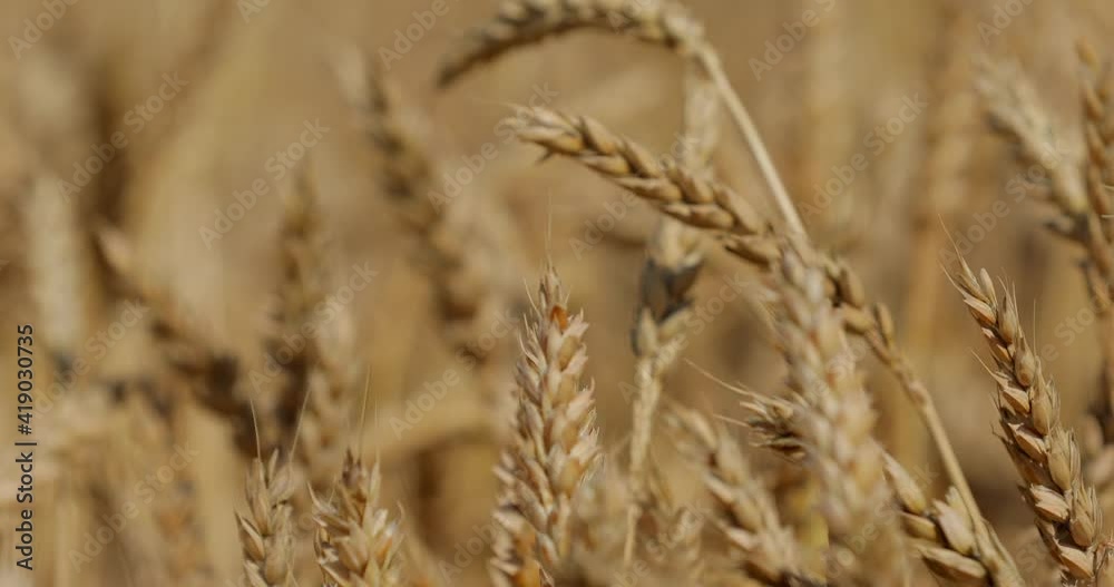 Golden wheat field
There’s no way to compare this magnificent view with any other view in the world. Fall (Autumn), blue sky, wind and fields of gold dancing from wind. Golden wheat field
There’s no way to compare this magnificent view with any other view in the world. Fall (Autumn), blue sky, wind and fields of gold dancing from wind.