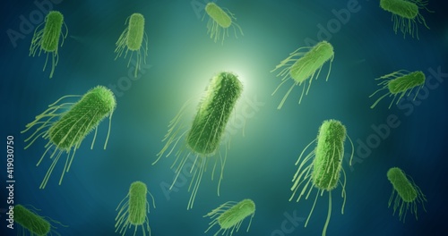 Salmonella, gram negative bacillus bacteria photo