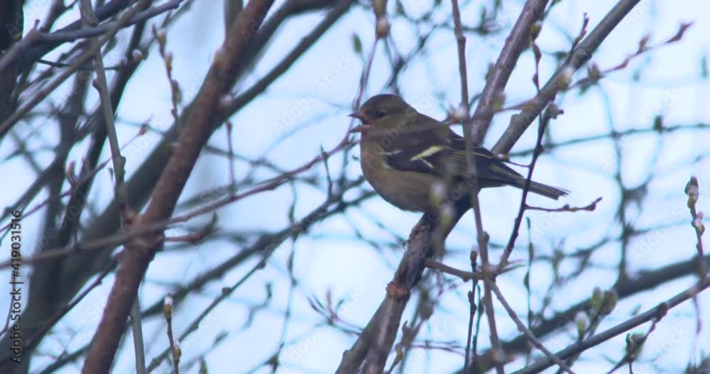Female finch bird singing on a tree branch Female finch bird singing on a tree branch