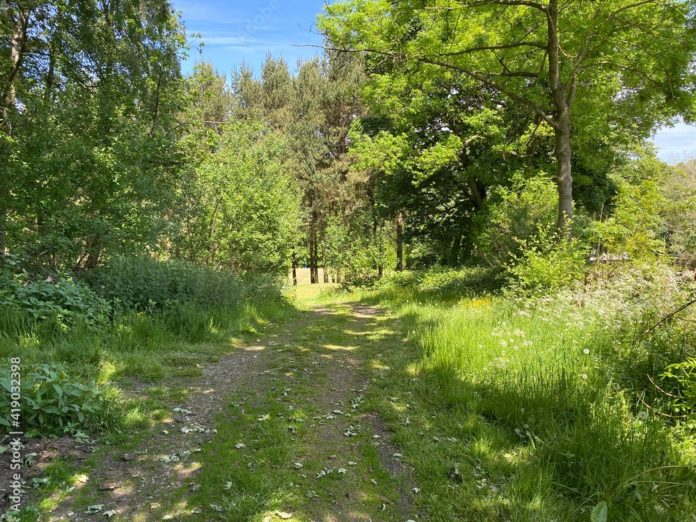 Obraz premium Small cart track, leading from, Headley Lane, with long grass, wild plants and trees near, Bradford, Yorkshire, UK