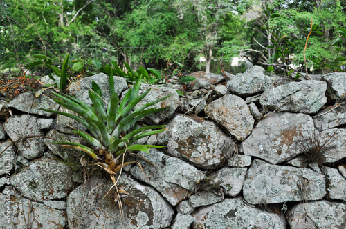 Colombian stone flower photo