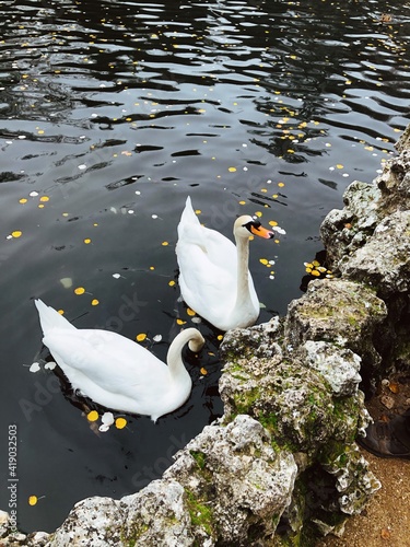 Swans on the lake