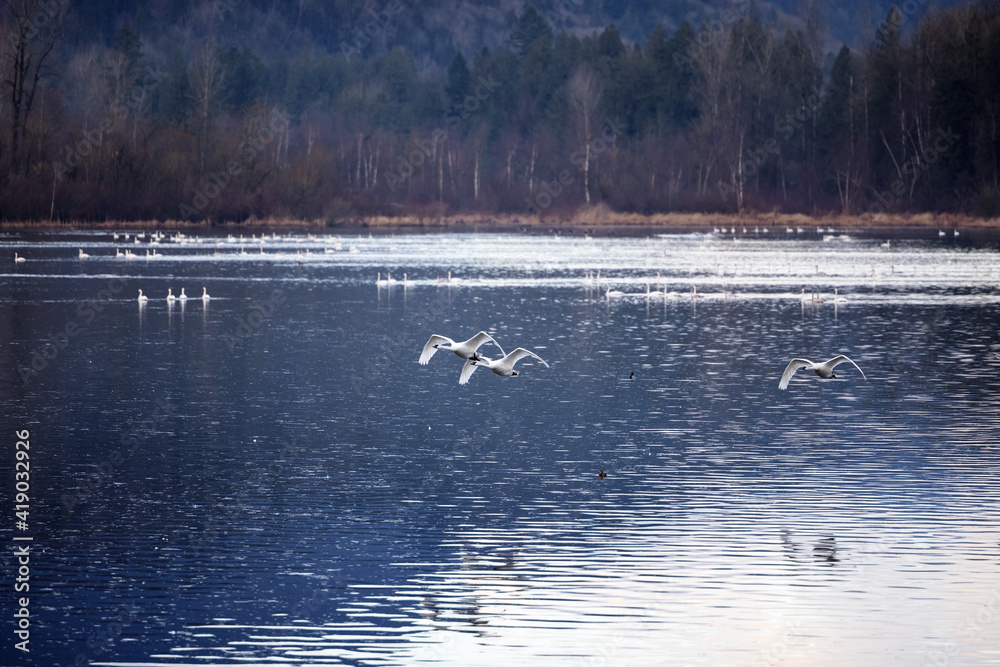 Trumpeter swans flying over lake