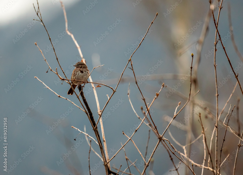 Small song sparrow perched on branch in March