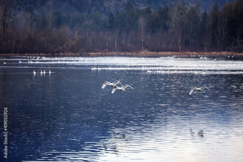 Obraz na płótnie Trumpeter swans flying over lake w salonie