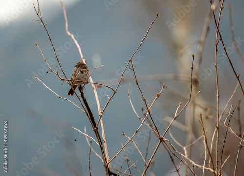 Obraz na płótnie Small song sparrow perched on branch in March w salonie
