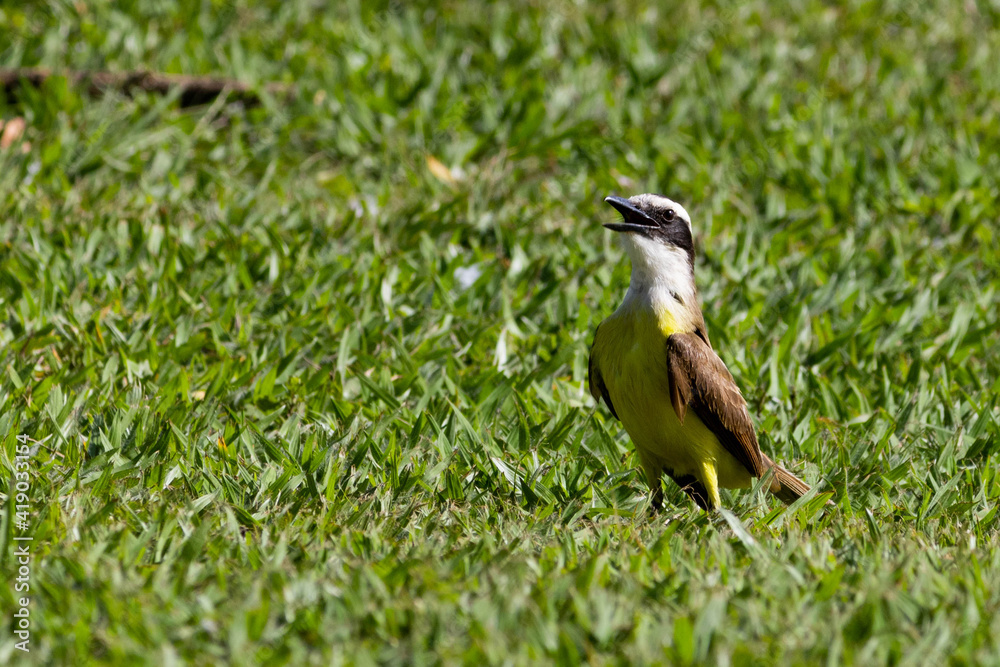 Obraz premium Bem-te-vi