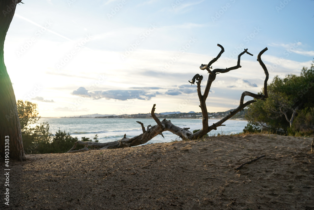 tree on the shore tree on the shore