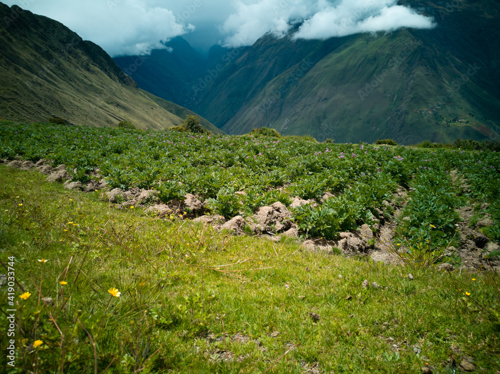 Fototapeta premium Andean potato planted in Ollantaytambo cusco