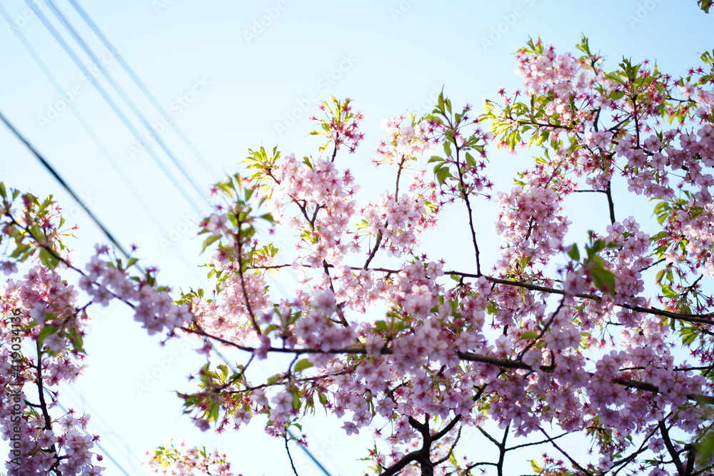 都会に咲く桜の花 都会に咲く桜の花