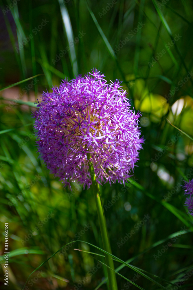Purple onion (Allium caeruleum) is species of perennial herbaceous plants of genus Allium of Amaryllidaceae family. Natural background Purple onion (Allium caeruleum) is species of perennial herbaceous plants of genus Allium of Amaryllidaceae family. Natural background