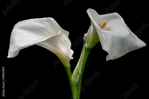 Two white calla lilies isolated over black background.