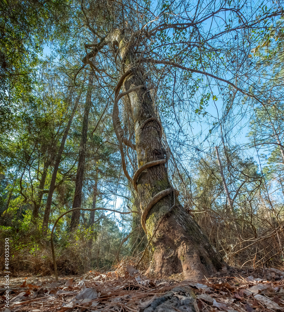 Fototapeta premium Vine Covered Tree in General Coffee State Park, Georgia