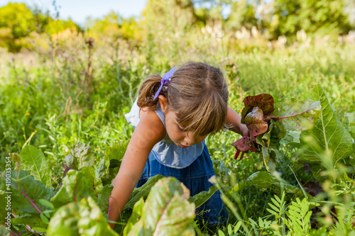 little girl playing on the farm harvesting chard