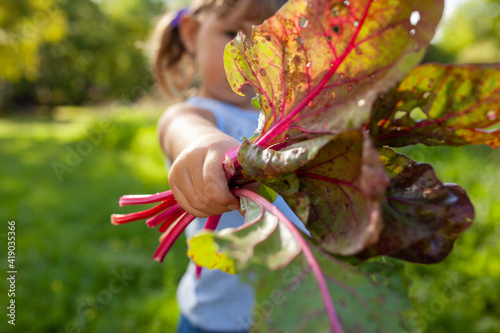 little girl playing on the farm harvesting chard