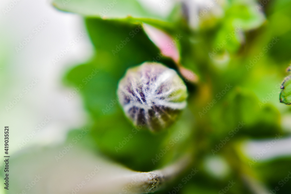 flower flower