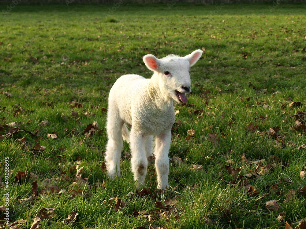 lamb in a field lamb in a field