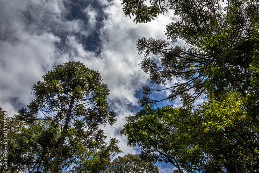 Obraz premium Araucária em Prudentópolis