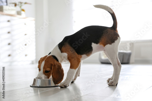 Cute Beagle puppy eating at home. Adorable pet © New Africa
