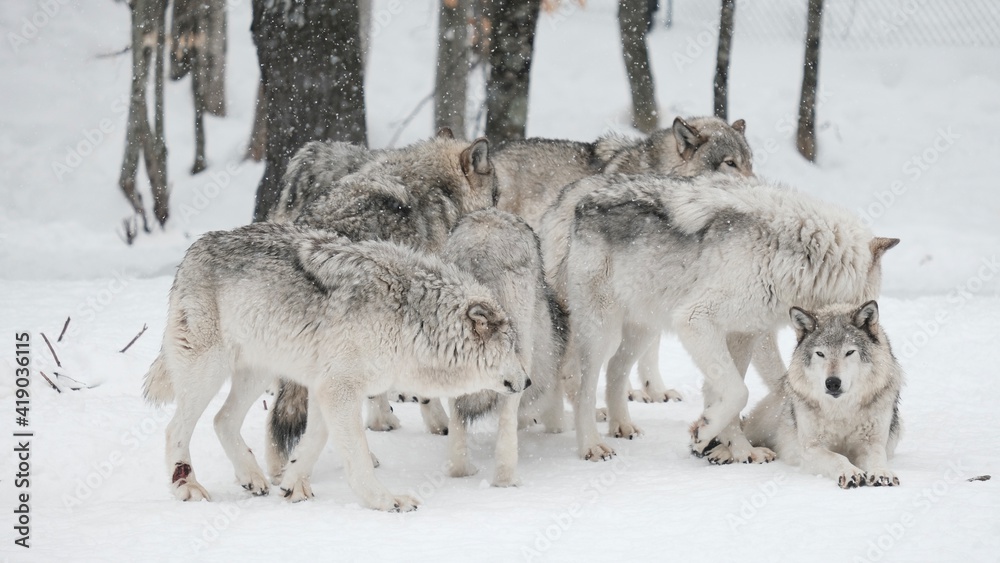 grey wolves of Canada in snowy winter - photo taken while visiting a safari park of Quebec