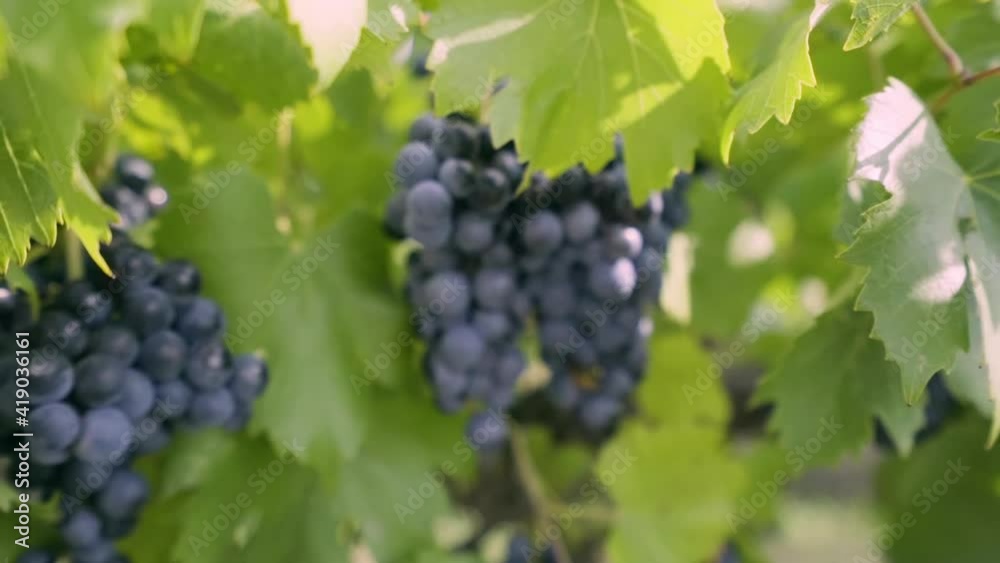Bunch of purple grapes hanging from grapevine with blurry background Bunch of purple grapes hanging from grapevine with blurry background
