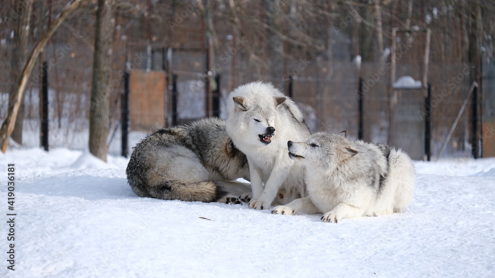 Obraz premium grey wolves of Canada in snowy winter - photo taken while visiting a safari park of Quebec