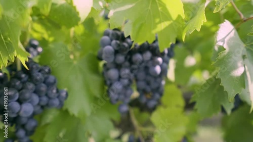 Wallpaper Mural Bunch of purple grapes hanging from grapevine with blurry background Torontodigital.ca