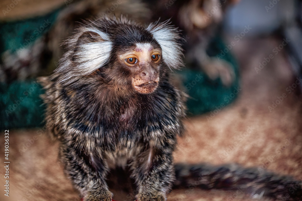 A small marmoset monkey living in jungle. A small marmoset monkey living in jungle.