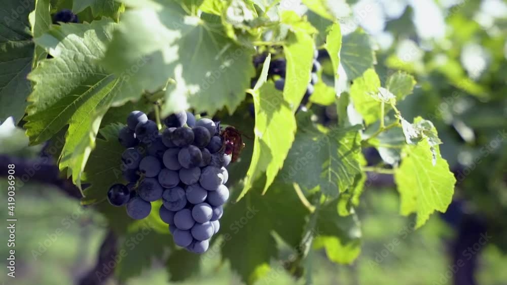 Bunch of purple grapes hanging from grapevine with blurry background Bunch of purple grapes hanging from grapevine with blurry background
