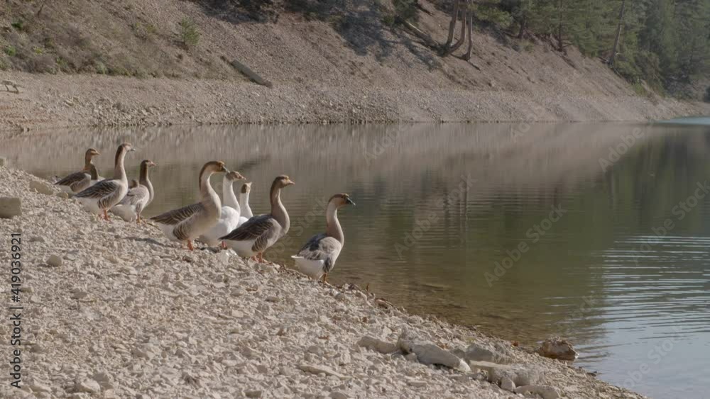 geese by the lake geese by the lake
