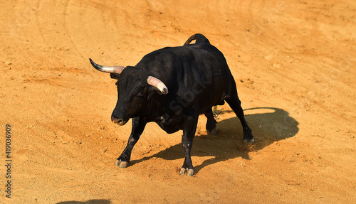spanish big bull running in the spanish buillring