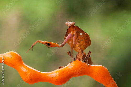 deroplatys tuncata,  mantis species from borneo island photo