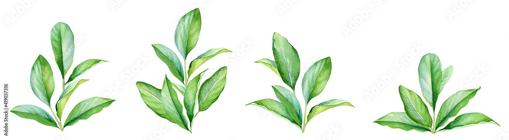 Collection of watercolor lively twigs with green leaves Collection of watercolor lively twigs with green leaves