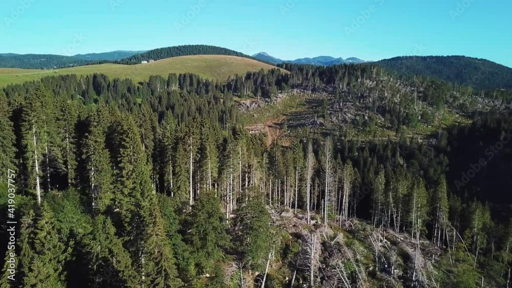 Aerial view of fallen trees on the mountain slopes. Broken down pine trees lying on the side of the mountain