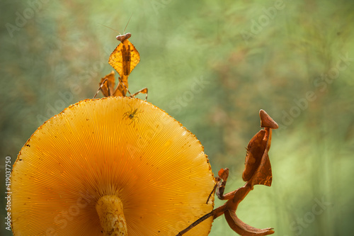 deroplatys tuncata,  mantis species from borneo island photo