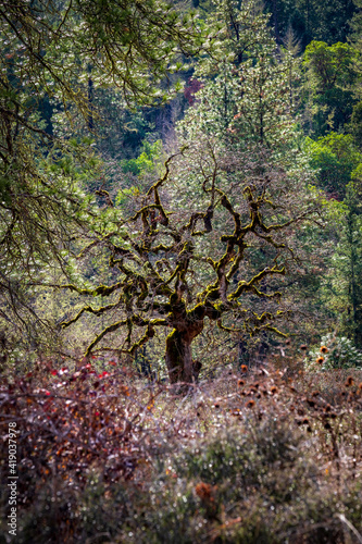 Twisted Tree photo