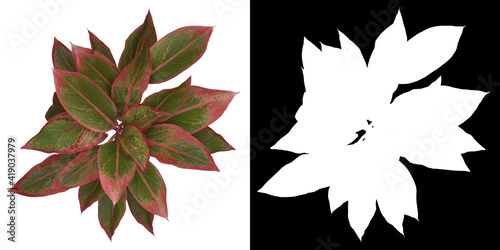 Top view of tree (Aglaonema Crete) png with alpha channel to cutout 3D rendering