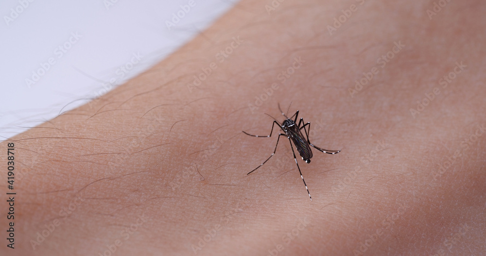 蚊が腕から血を吸っている様子 蚊が腕から血を吸っている様子