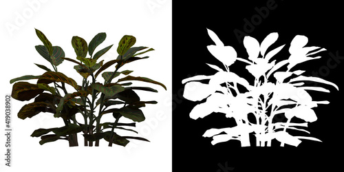 Front view of tree (Calathea Erythroneura) png with alpha channel to cutout 3D rendering photo