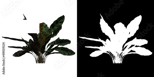 Front view of tree (Calathea Insignis) png with alpha channel to cutout 3D rendering photo