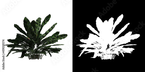 Left view of tree (Calathea Insignis) png with alpha channel to cutout 3D rendering photo