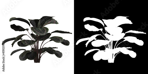 Front view of tree (Calathea Roseopicta) png with alpha channel to cutout 3D rendering photo