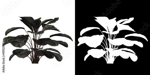 Left view of tree (Calathea Roseopicta) png with alpha channel to cutout 3D rendering photo