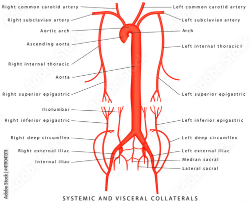 Systemic and Visceral Collaterals. Anatomy of arteries. The diagram of aorta. Major arteries superior to the heart. Major arteries inferior to the heart. Collaterals-sideways or bypasses of blood flow