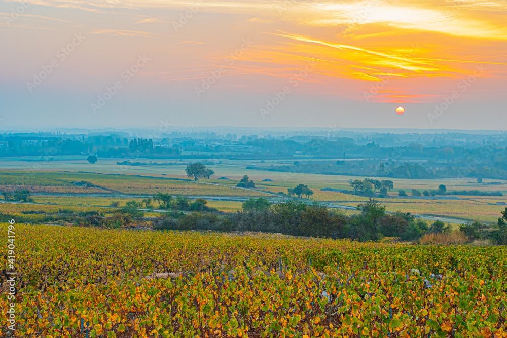 Hazy Sunrise Over Burgundy Grape Vineyard  in France
