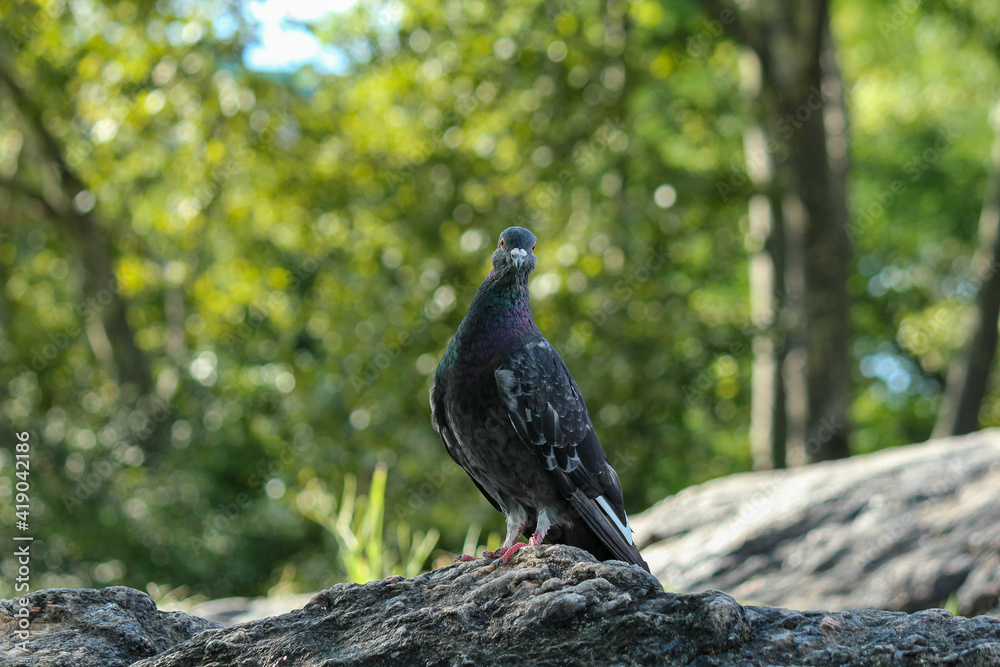 Proud Pigeon In Central Park Manhattan New York City On Granite Stone Proud Pigeon In Central Park Manhattan New York City On Granite Stone