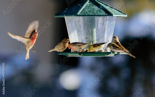 Fototapet Group Of Birds On Feeder-9150